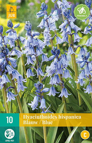 Cibuloviny, Hyacinthoides hispanica Blue