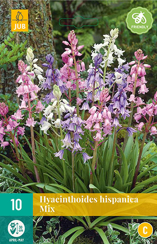 Cibuloviny, Hyacinthoides hispanica Mix 
