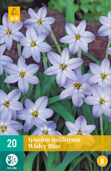 IPHEION UNIFLORUM WISLEY BLUE 20 ks