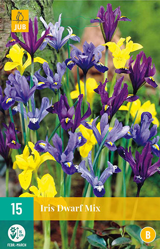 IRIS DWARF MIX 10ks