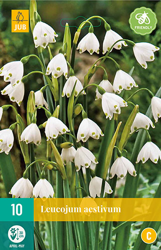 Cibuloviny, Cibule bledule, Bledula Leucojum aestivum