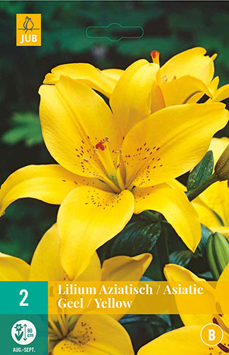 LILIUM ASIATIC YELLOW 2 ks