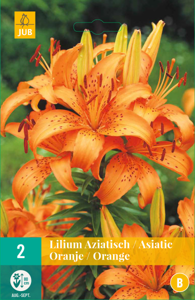LILIUM ASIATIC ORANGE 2 ks