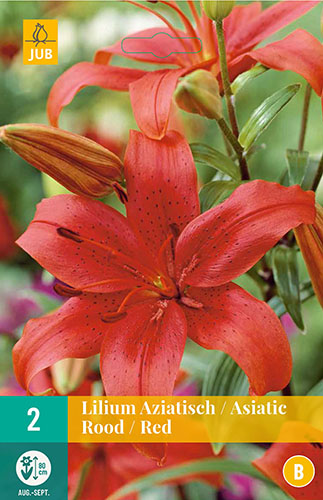 LILIUM ASIATIC RED 2 ks