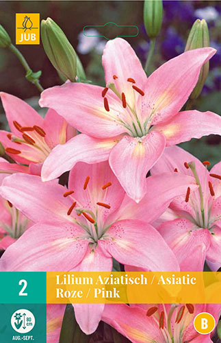 LILIUM ASIATIC PINK 2 ks