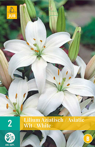 LILIUM ASIATIC WHITE 2 ks