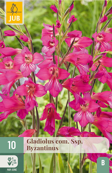 Gladiolus byzantinus - 10 ks