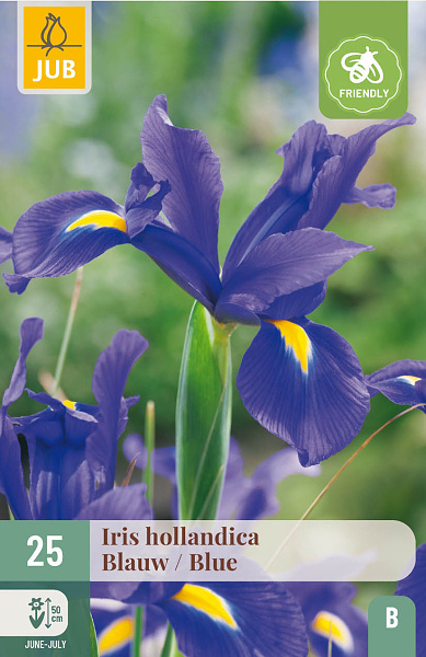 IRIS HOLLANDICA BLUE NJ 25 ks