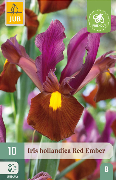 IRIS HOLLANDICA RED EMBER 10 ks