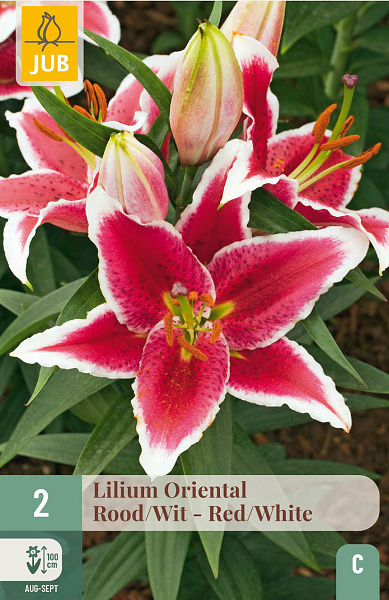 LILIUM ORIENTAL RED-WHITE 2 ks