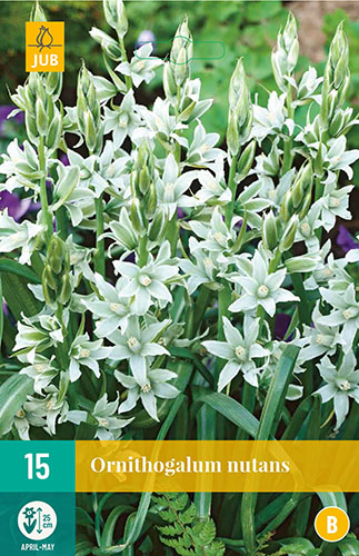 ORNITHOGALUM NUTANS  15 ks