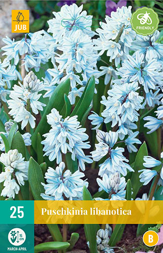 PUSCHKINIA LIBANOTICA 25 ks
