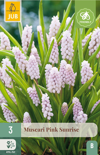 MUSCARI PINK SUNRISE 3 ks