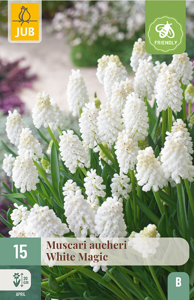 Rôzne Cibuloviny MUSCARI WHITE MAGIC 15 ks