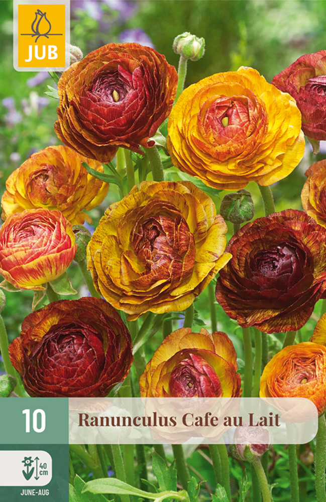 RANUNCULUS (Iskerník) Cafe au Lait - 10 ks