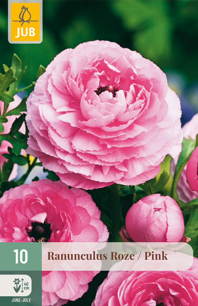 RANUNCULUS (Iskerník) ružový - 10 ks