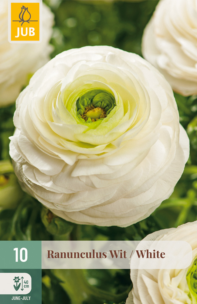 RANUNCULUS (Iskerník) biely - 10 ks