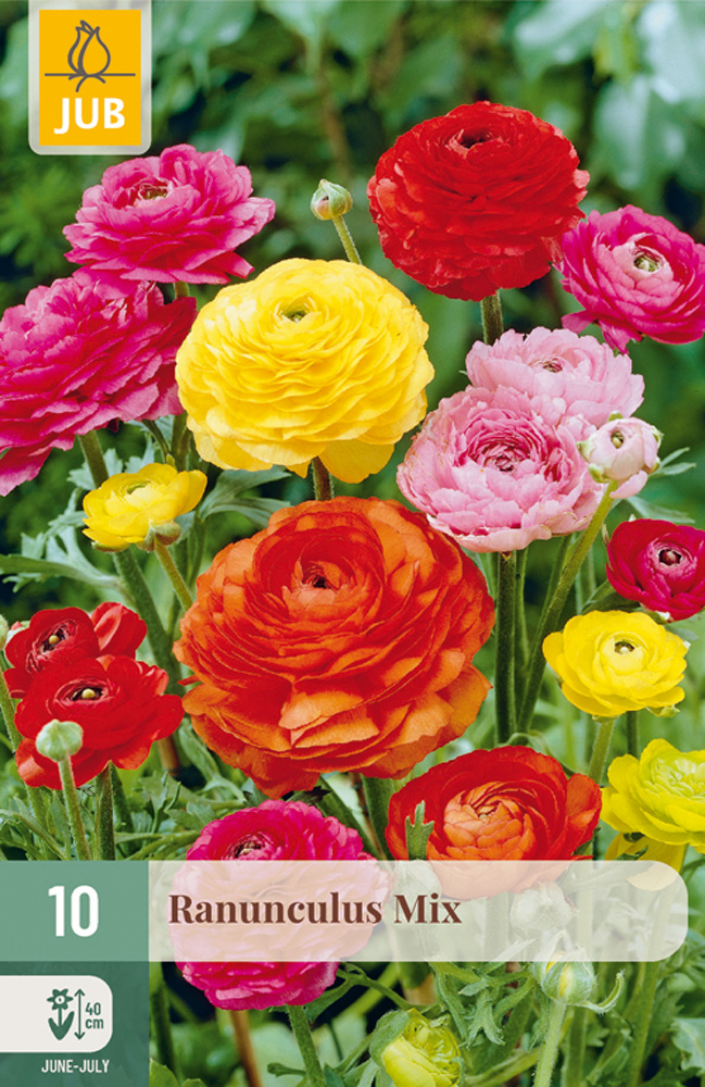 RANUNCULUS (Iskerník) mix - 10 ks
