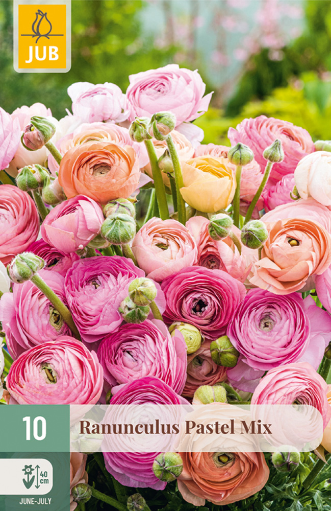 RANUNCULUS (Iskerník) Pastel mix - 10 ks