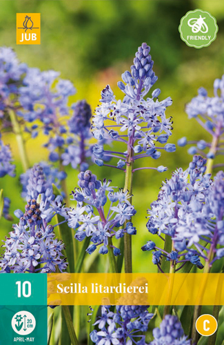 SCILLA LITARDIEREI 10 ks