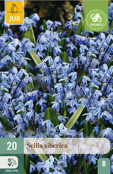 SCILLA SIBERICA 20 ks