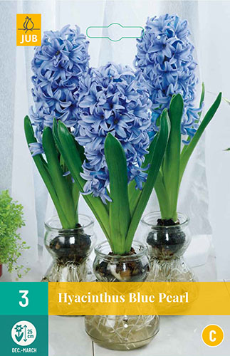 HYACINTY BLUE PEARL 3 ks