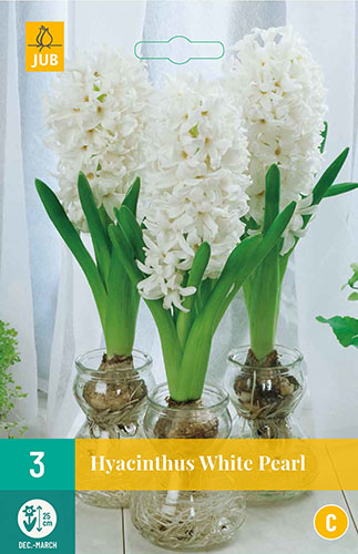 HYACINTY WHITE PEARL 3 ks