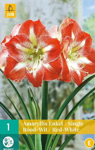 AMARYLLIS RED/WHITE 1 ks