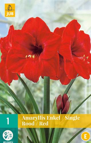 AMARYLLIS RED 1 ks
