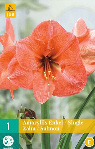 AMARYLLIS SALMON 1 ks