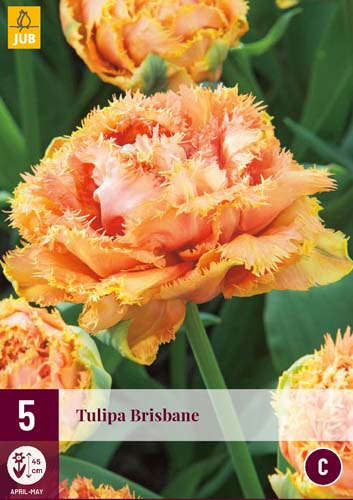 Exkluzívne tulipány BRISBANE 5 ks