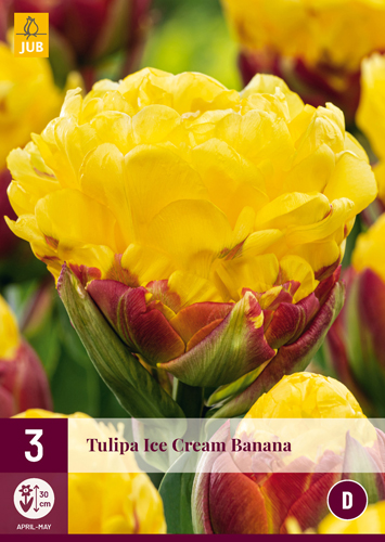 TULIPÁNY ICE CREAM BANANA 3 ks