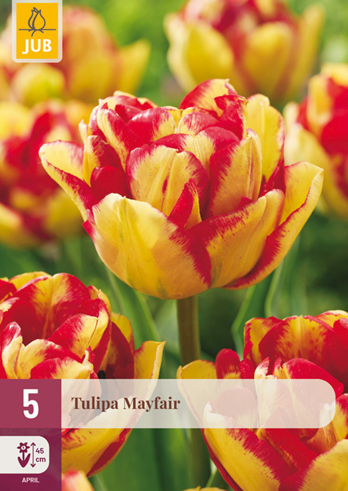 cibuľky tulipánov Mayfair