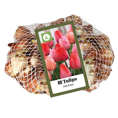 80 cibúl TULIPÁNY PINK/RED 1 ks