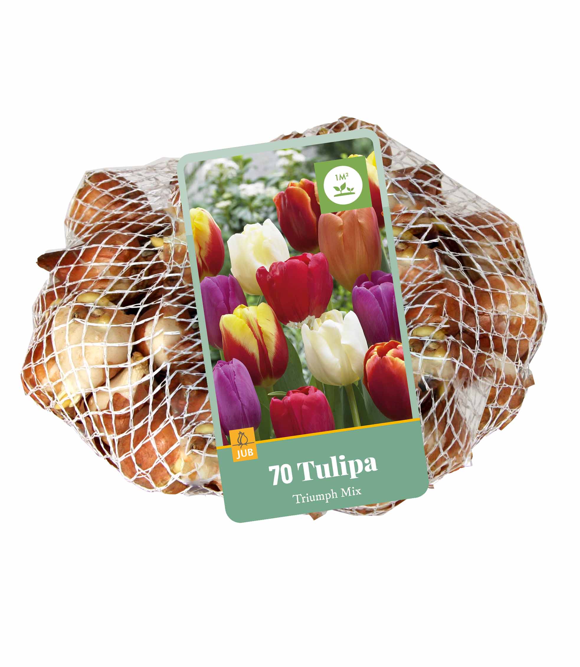 70 cibúl TULIPÁNY TRIUMPH MIX