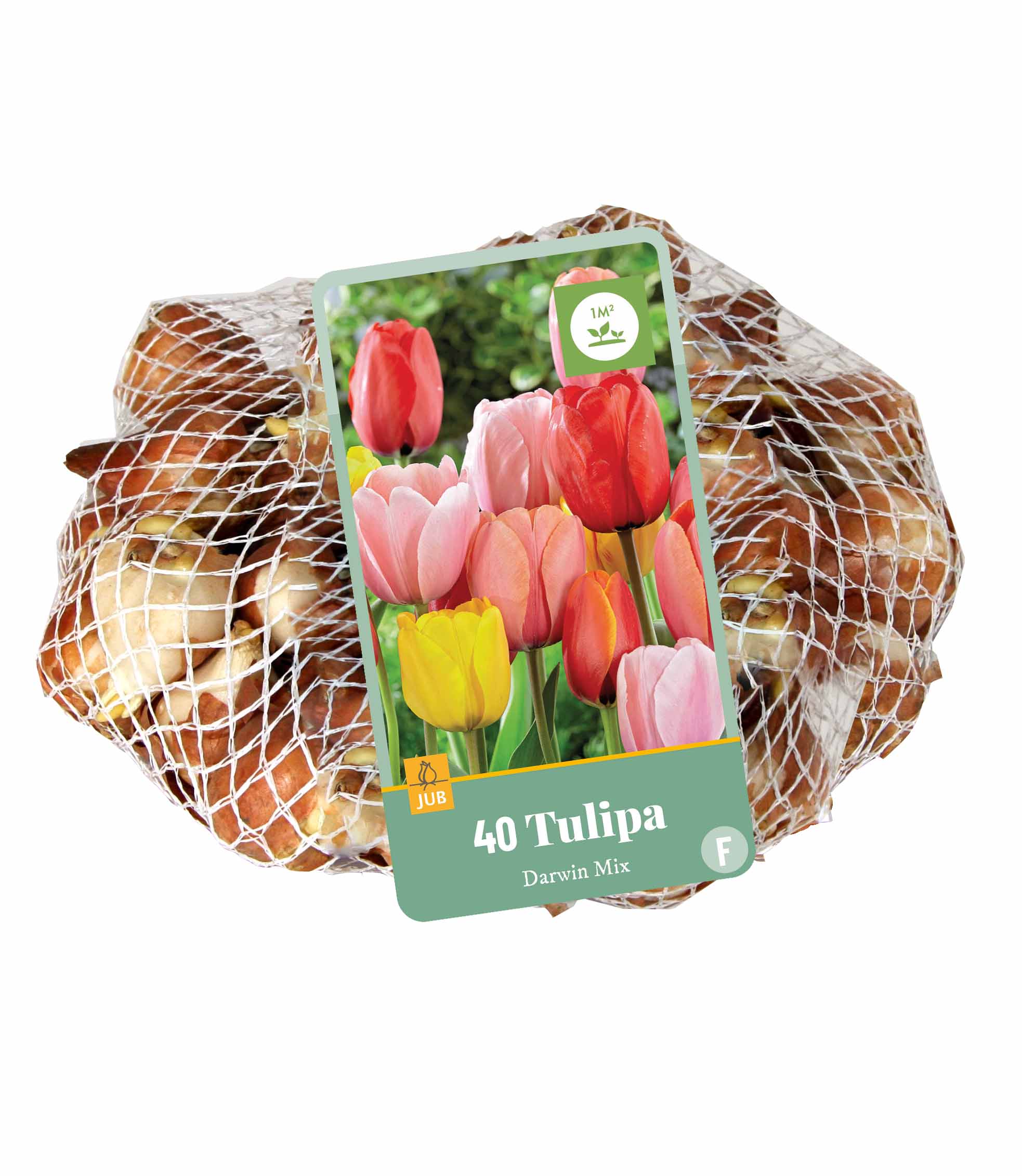40 kusov TULIPÁNY DARWIN HYBRID MIX 1 ks