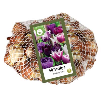 Sietka Tulipánov BLUEBERRY MIX 40 ks