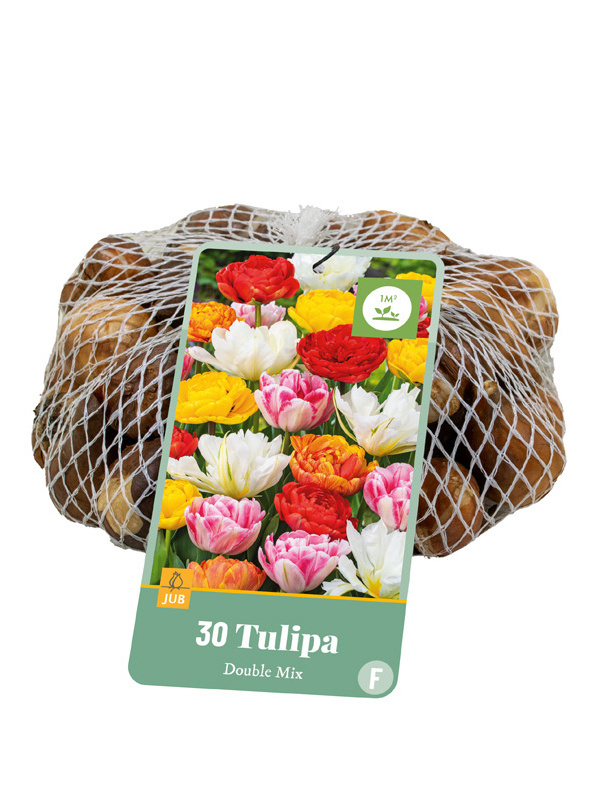 Tulipán Double mix 30ks