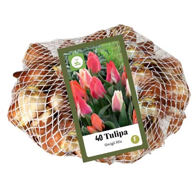 Sietka Tulipánov GREIGII MIX 40 ks