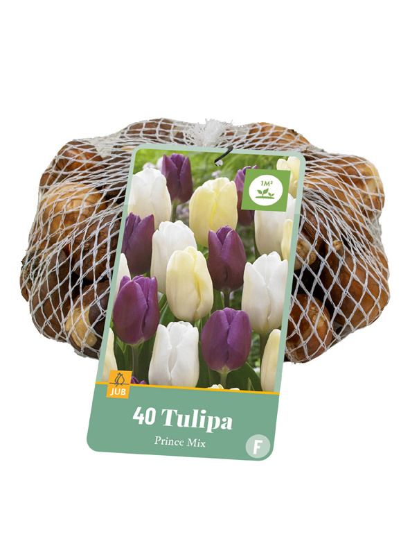 Tulipán Prince mix 40ks