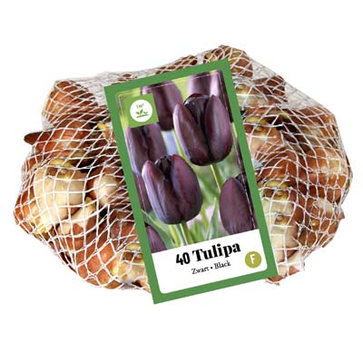 40 TULIPÁNY BLACK 1 ks