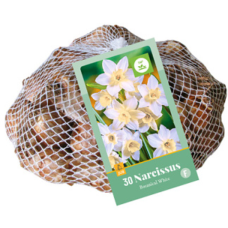 Narcis BOTANISCH / BOTANICAL WIT / WHITE - 30 ks