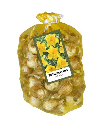 NARCISY YELLOW 70 ks