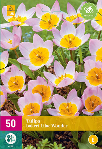 TULIPÁNY BAKERI LILAC WONDER 50 ks