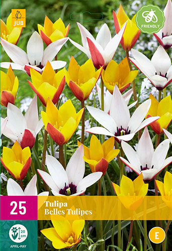 TULIPÁNY BELLES TULIPES 25 ks