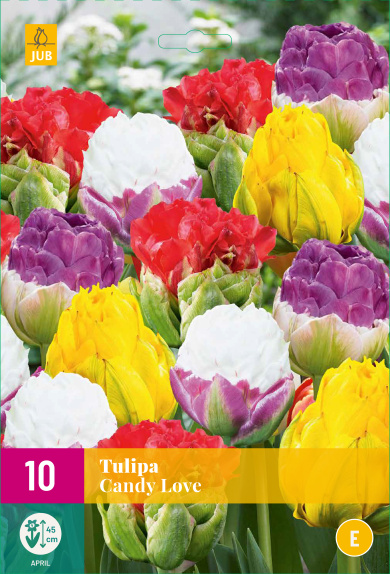 TULIPÁNY CANDY LOVE 10 ks
