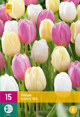 cibuloviny, tulipan, cibule kvetov, cibulky kvetov, cibulky tulipanov