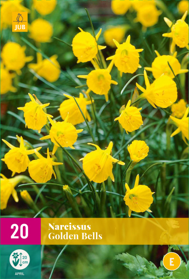  narcis, narcisy, kvety, cibuloviny, cibulky kvetov, kvetove cibulky,