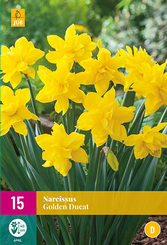 Narcis, Golden Ducat, zlty narcis, plnokvete narcisy, cibuloviny, cibulky 