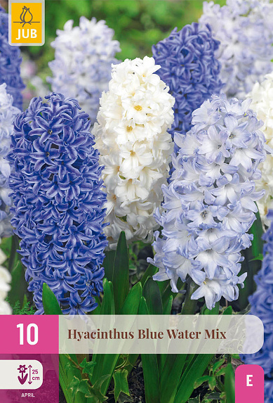 cibule kvetov, cibule hyacintov, modre hyacinty, cibuloviny, hyacint, blue water